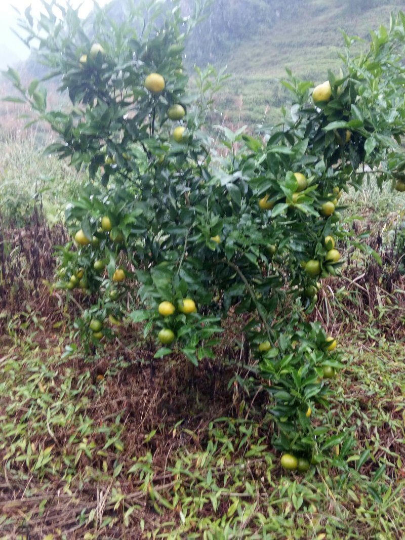 沃柑预售