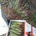 柠檬香茅种苗，泰国香茅种苗，越南香茅苗，存活率高