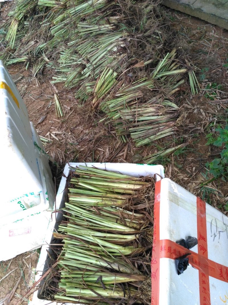 柠檬香茅种苗，泰国香茅种苗，越南香茅苗，存活率高