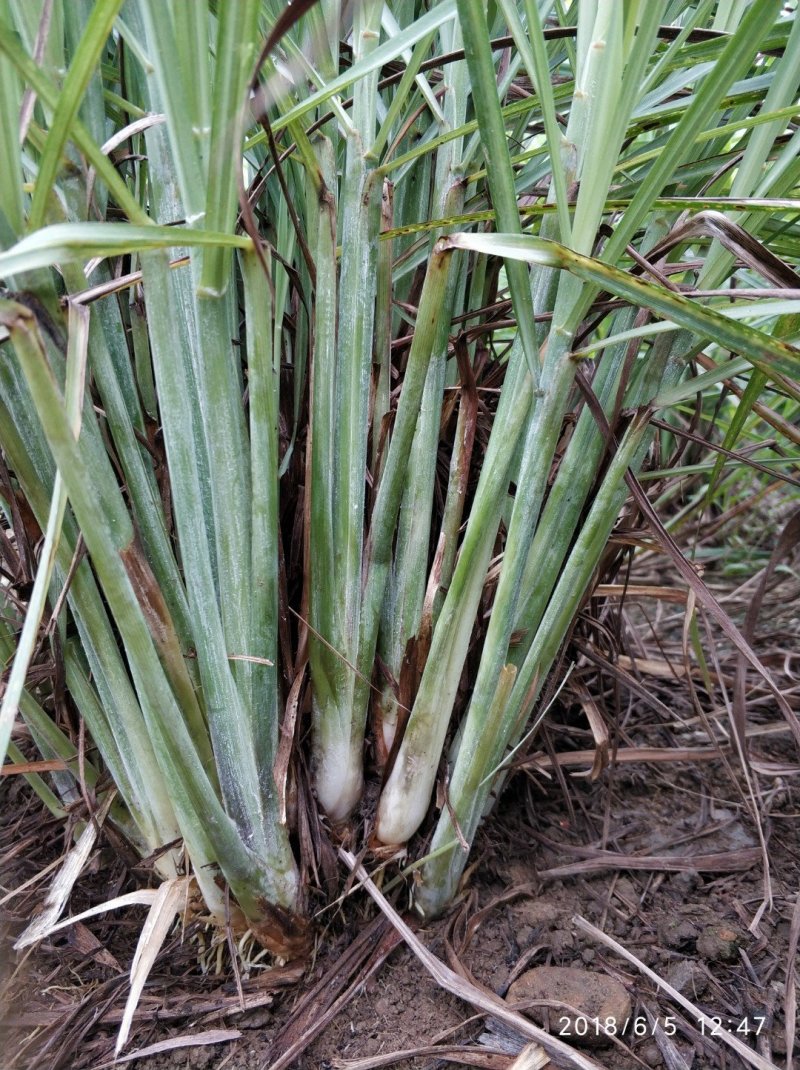 柠檬香茅种苗，泰国香茅种苗，越南香茅苗，存活率高