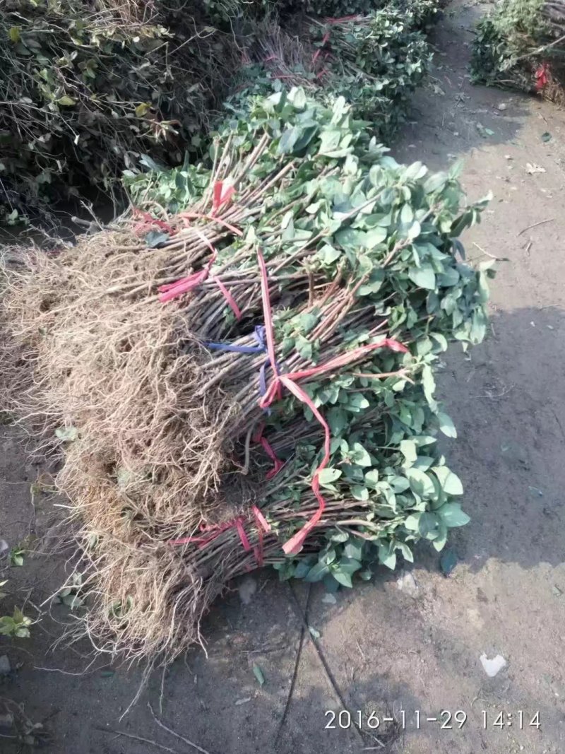 金银花