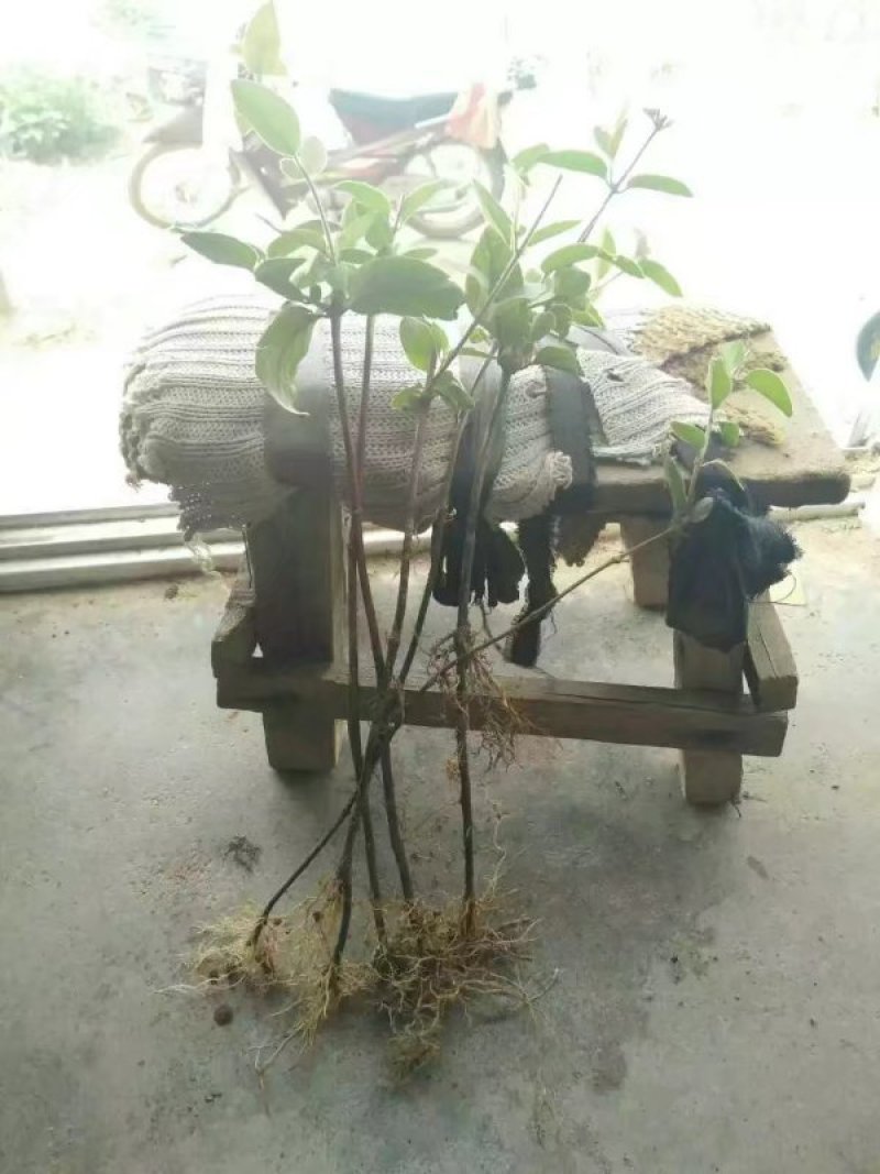 金银花