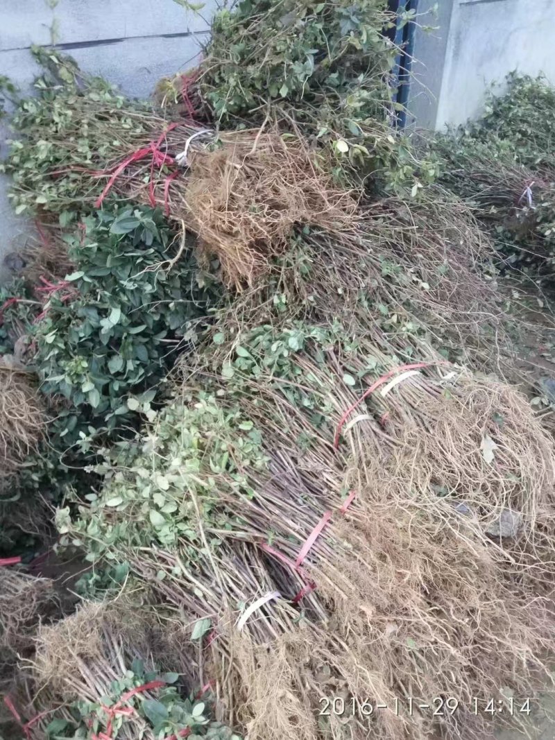 金银花