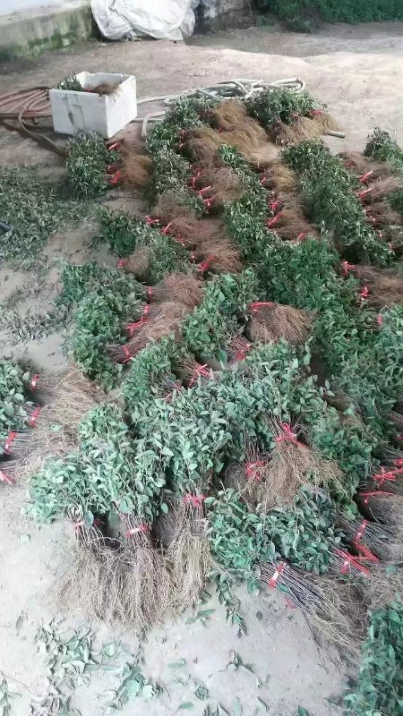 金银花