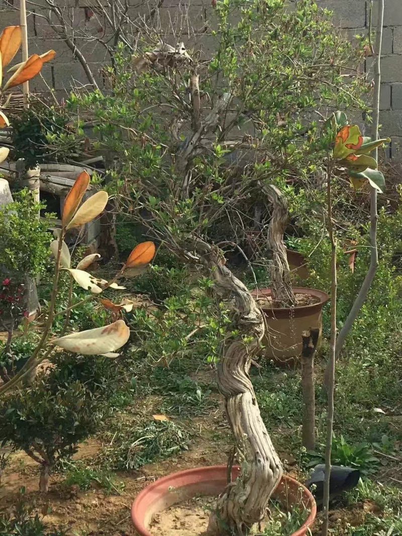 金银花