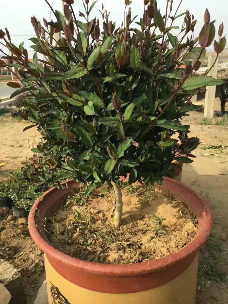 金银花