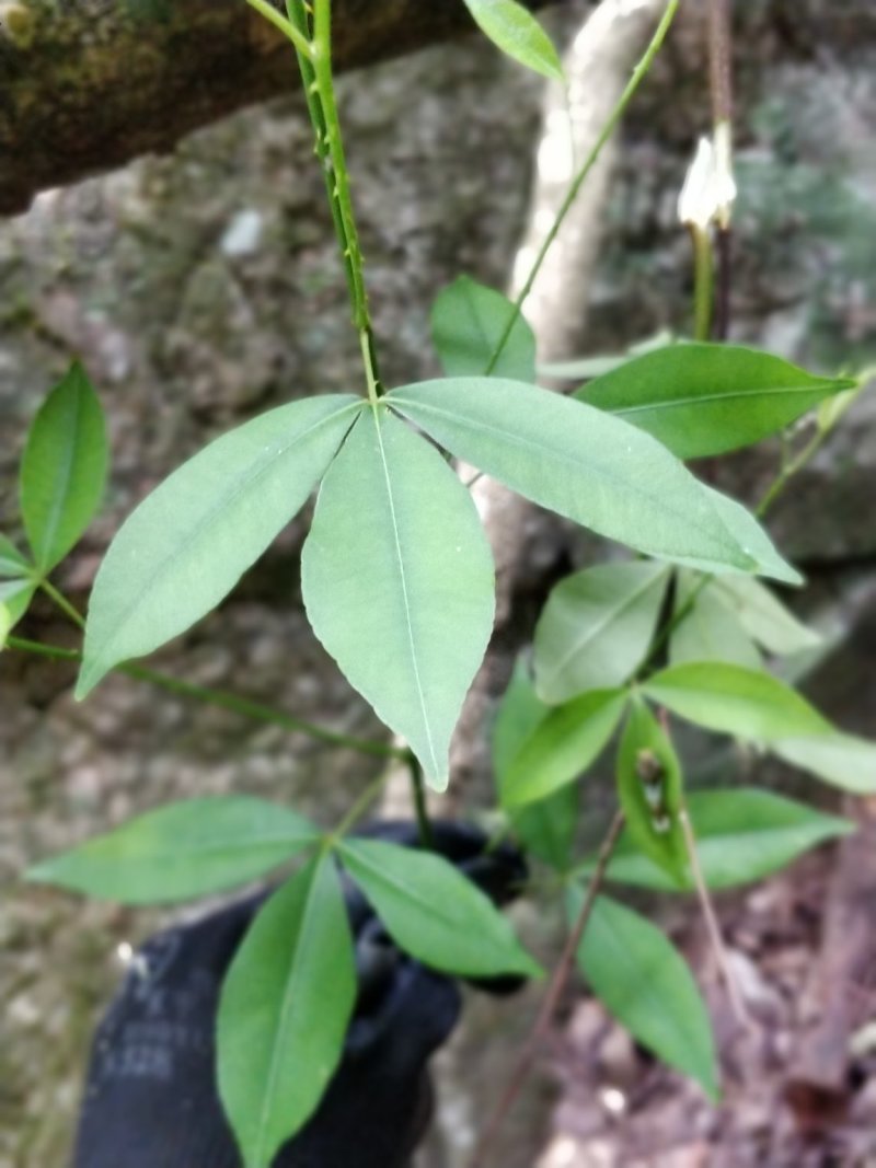 飞龙掌血