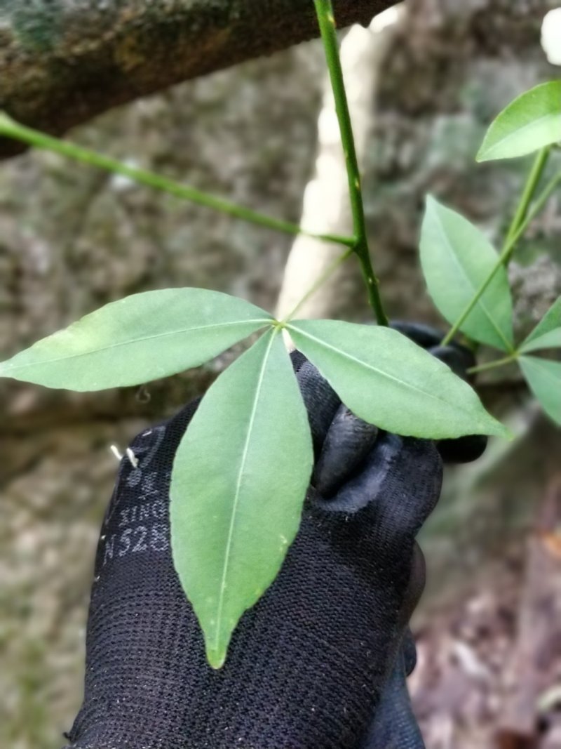 飞龙掌血