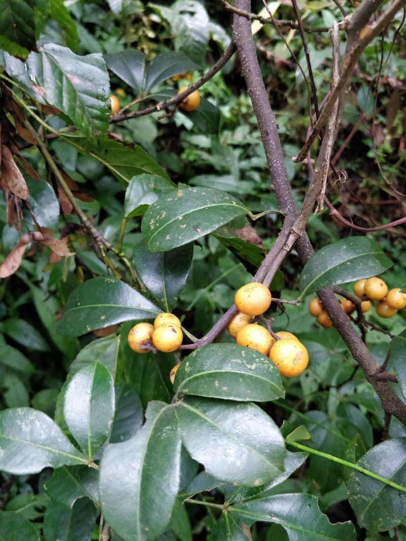 飞龙掌血