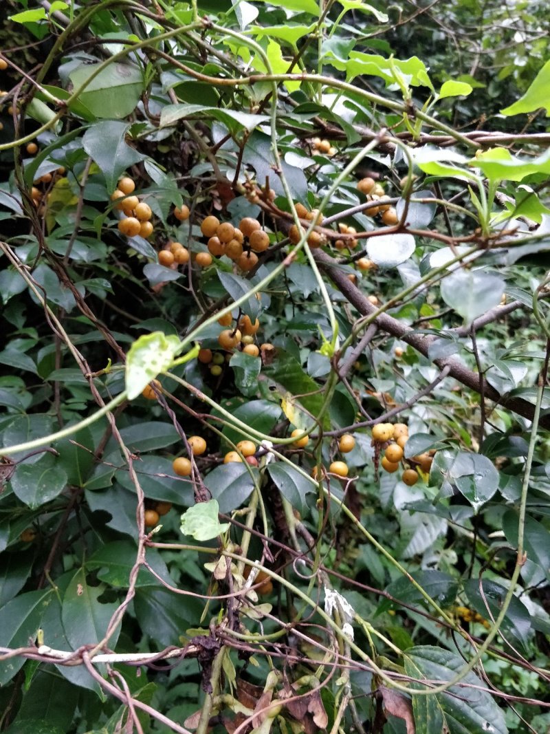 飞龙掌血