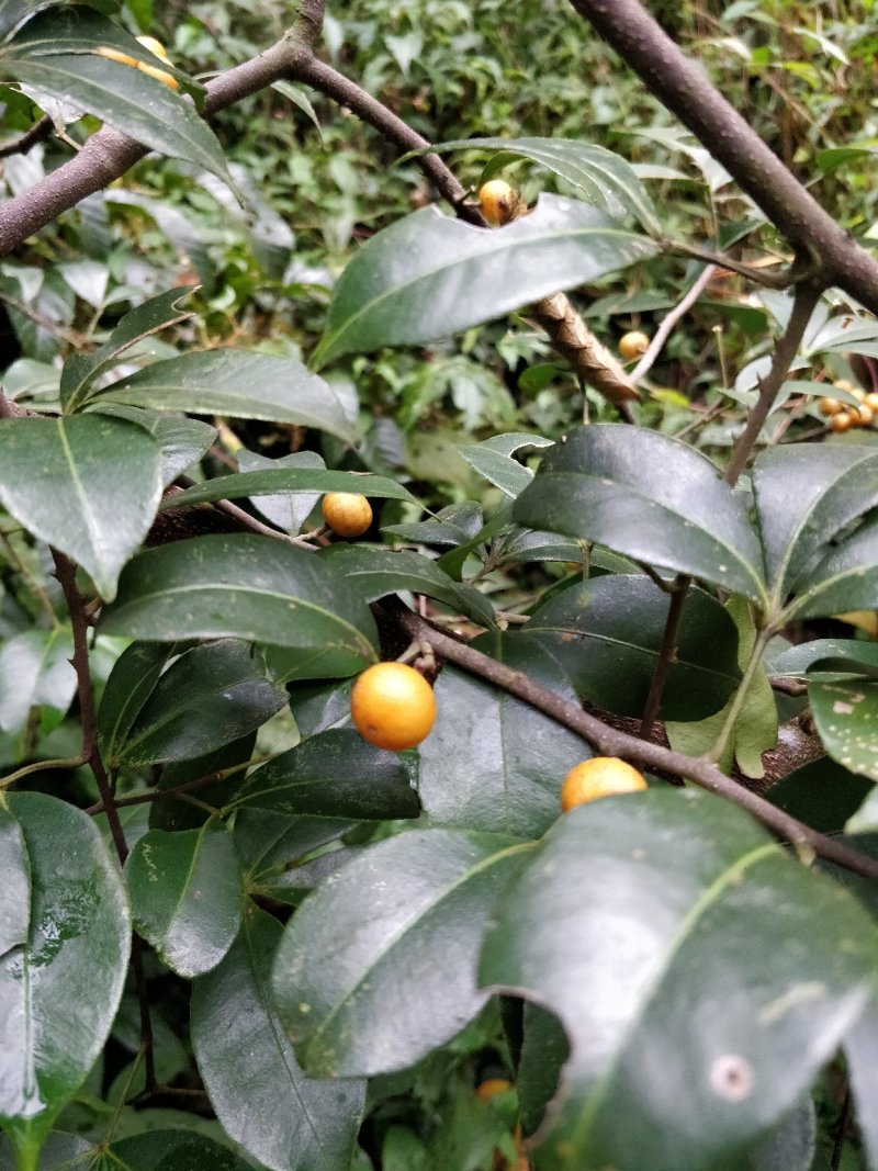 飞龙掌血
