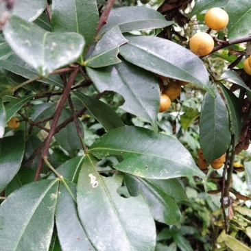 飞龙掌血