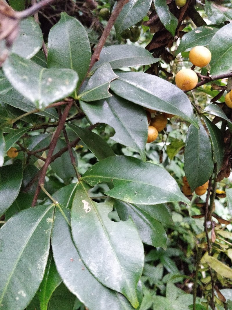 飞龙掌血