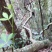 飞龙掌血