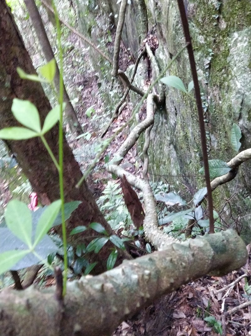 飞龙掌血