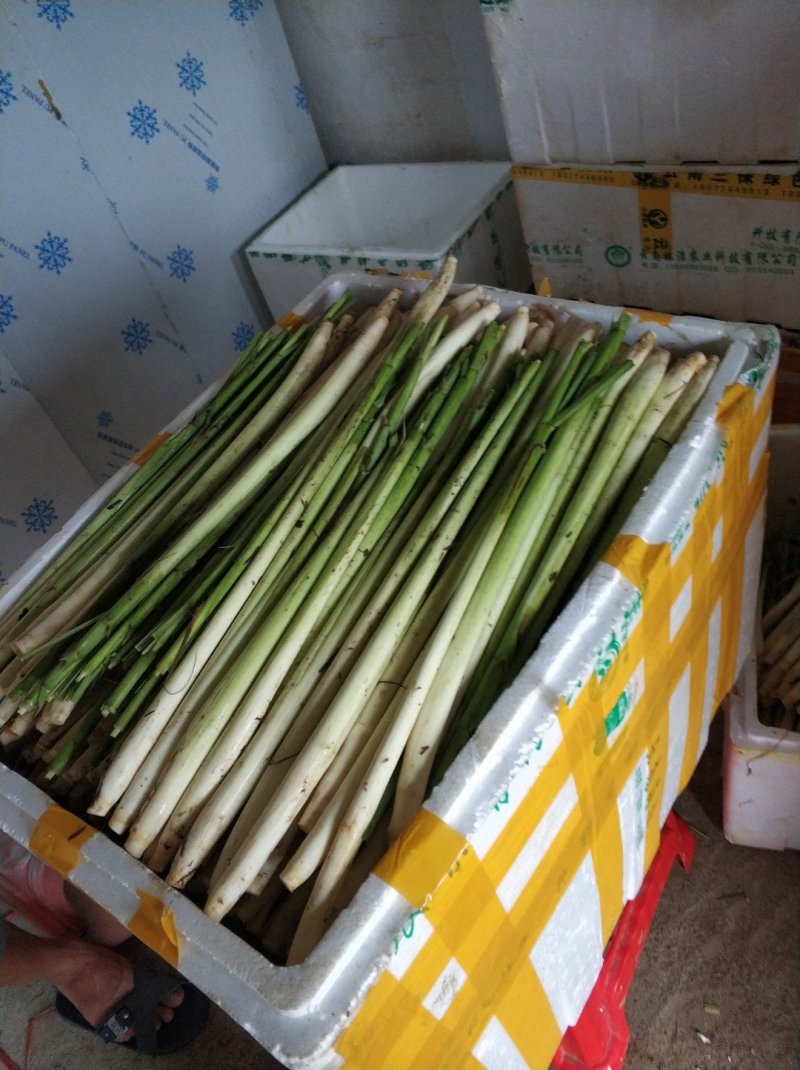 柠檬香茅种苗，泰国香茅种苗，越南香茅苗，存活率高