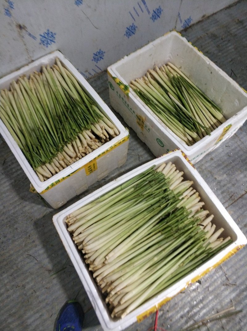 柠檬香茅种苗，泰国香茅种苗，越南香茅苗，存活率高