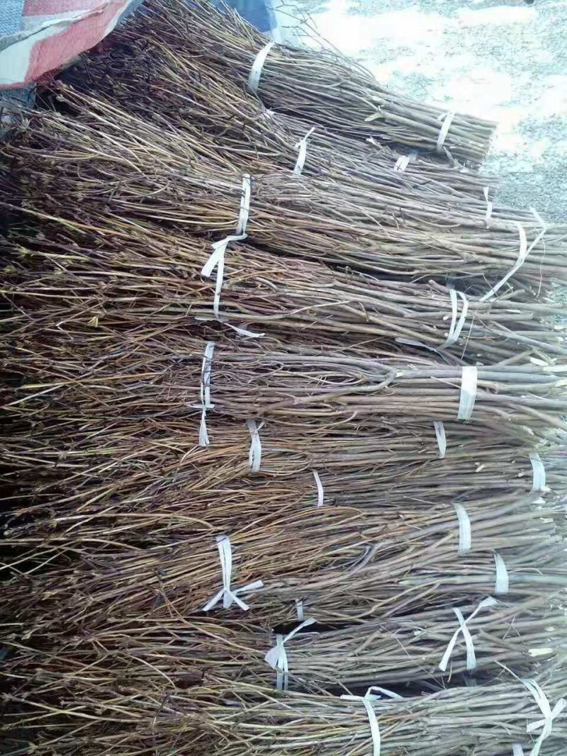 干支杜鹃