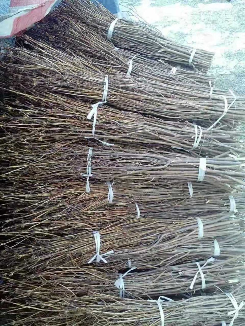 干支杜鹃
