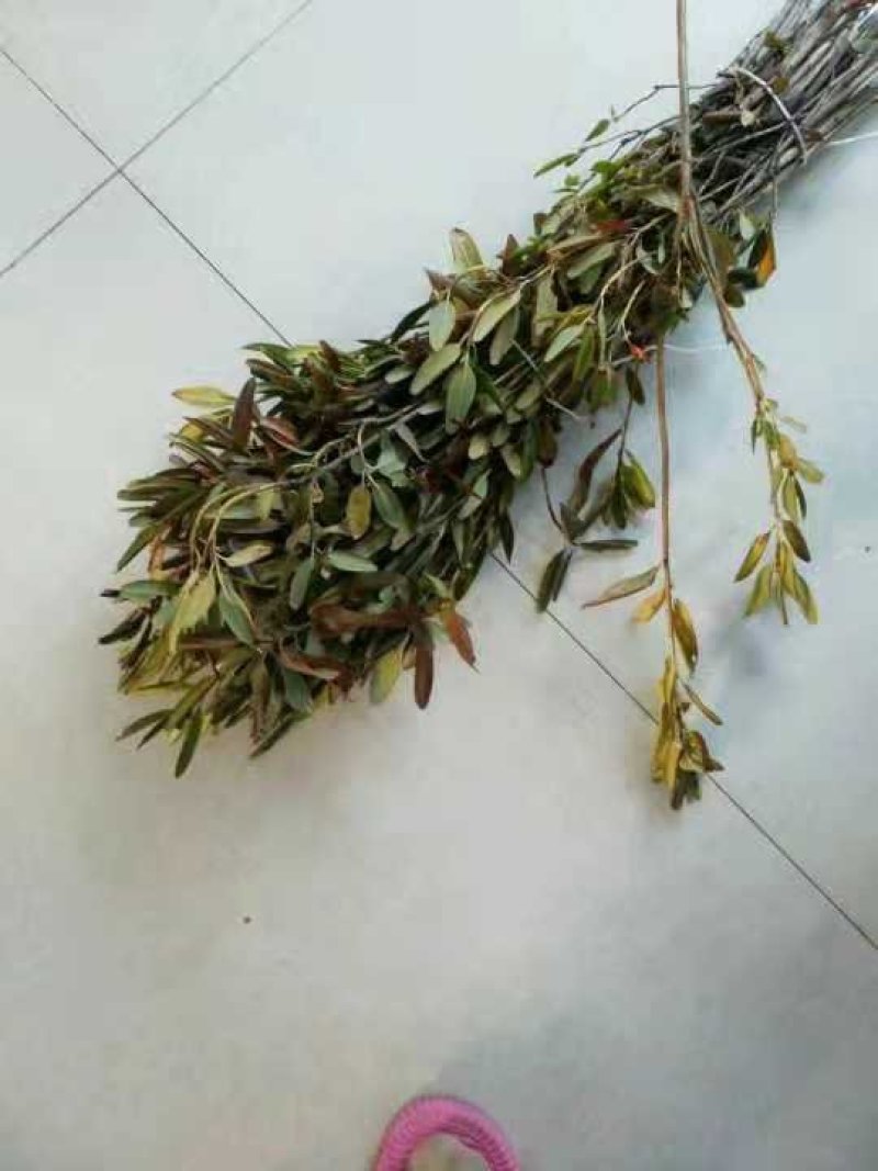 干支杜鹃