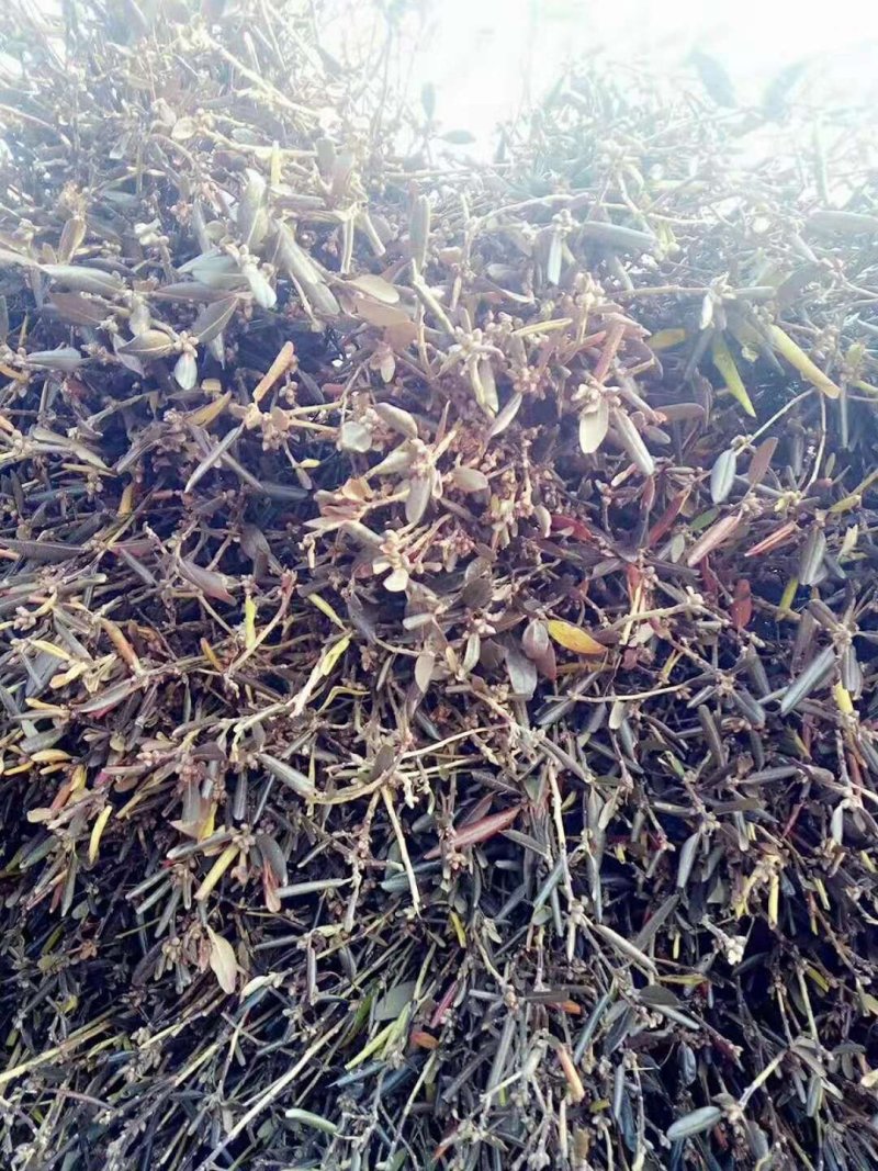 干支杜鹃