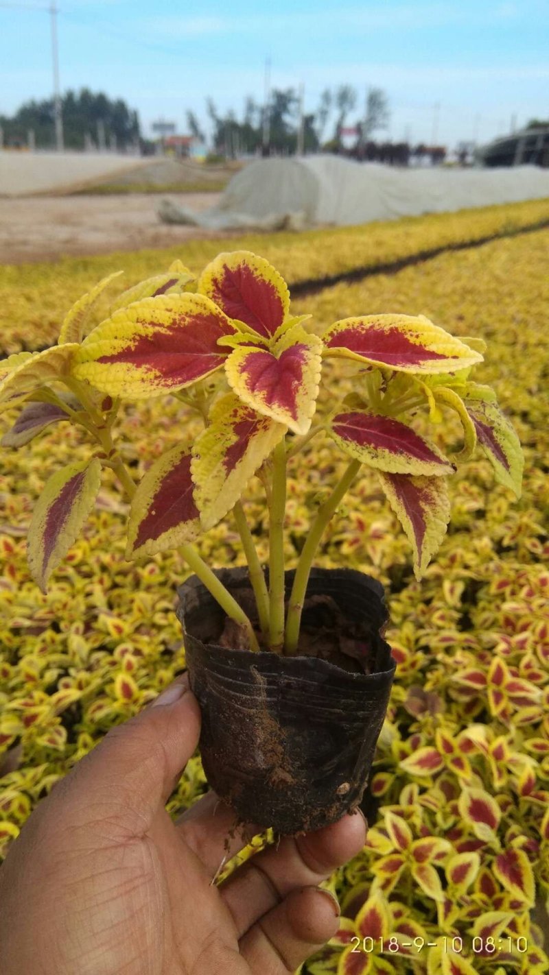 彩叶，火焰彩叶，基地直销，常年供应各种绿化苗木