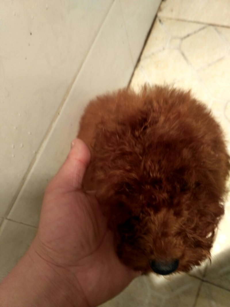 颜色很红的家养泰迪出来