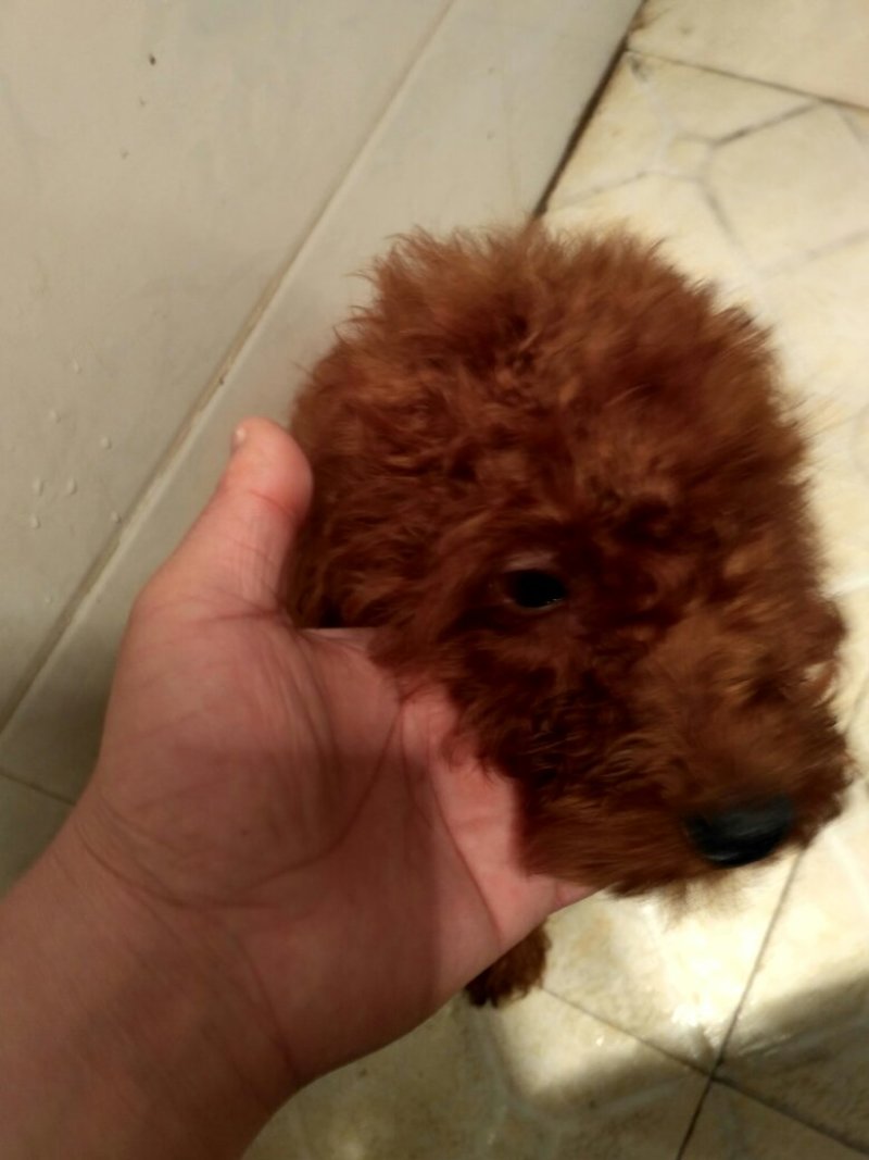 颜色很红的家养泰迪出来