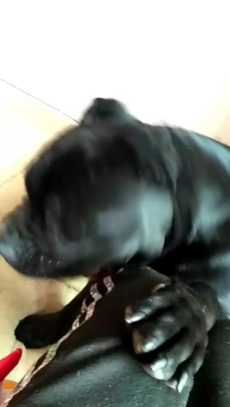 纯种卡斯罗出售
