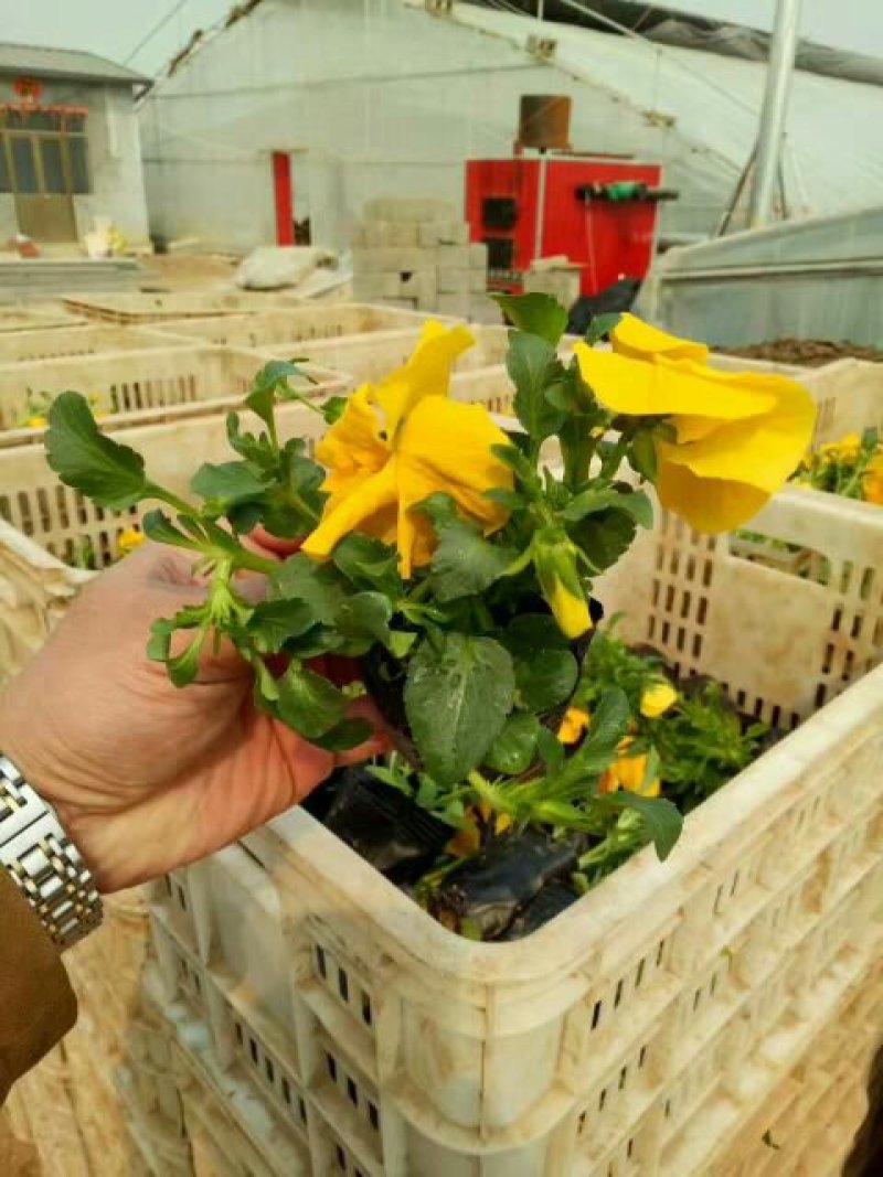 垂钓牵牛，牵牛，基地直销，常年供应各种绿化苗木