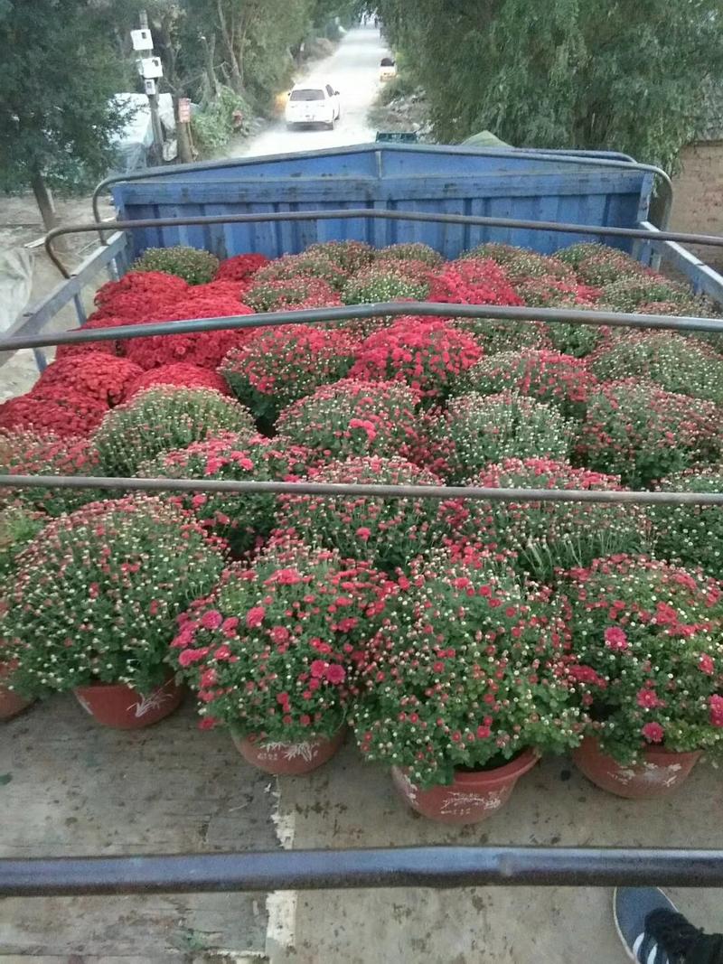 造型菊花，菊花品种齐全，基地直销常年销售各种绿化苗木