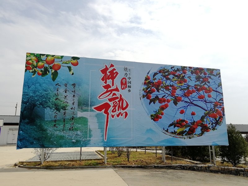 柿饼预售2两大果