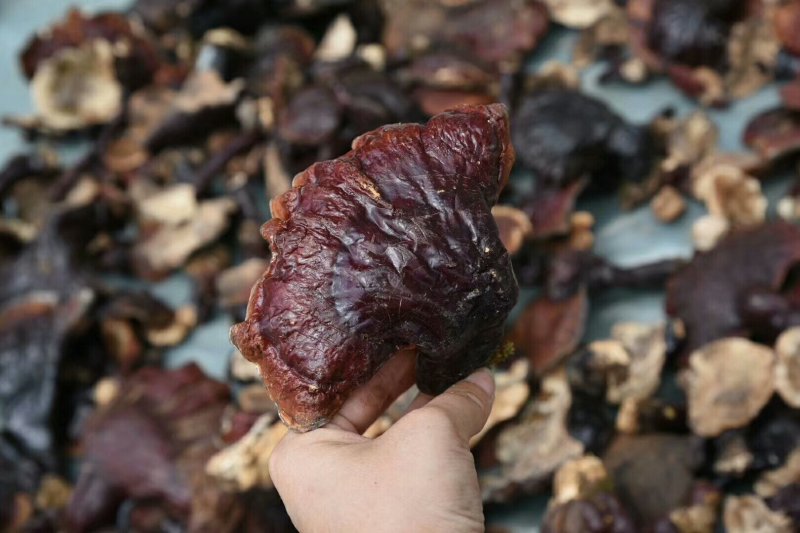 野生灵芝