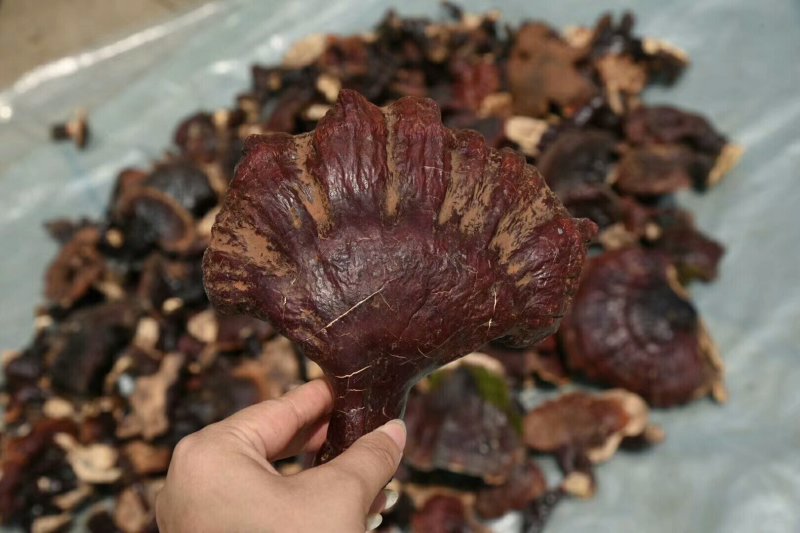 野生灵芝