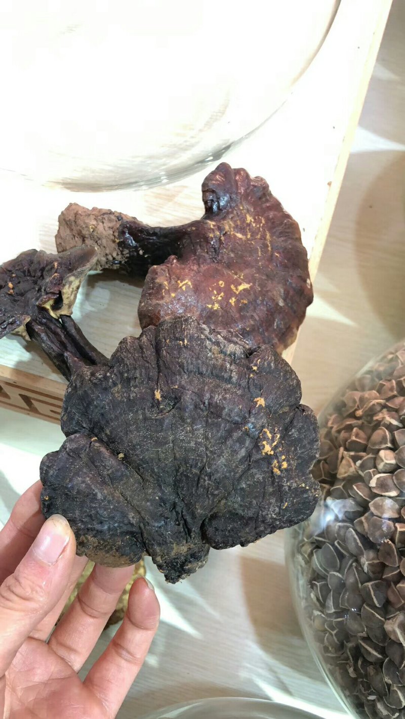 野生灵芝