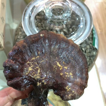 野生灵芝