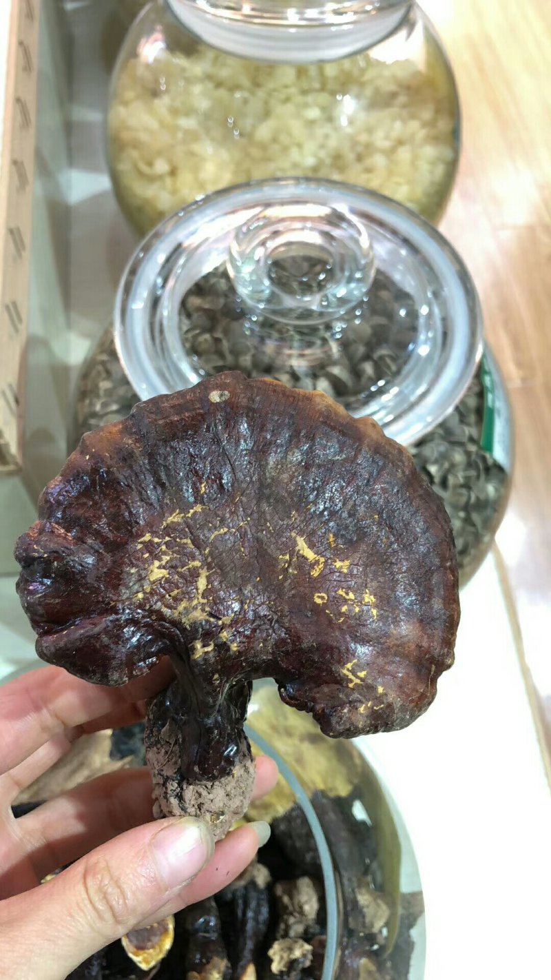 野生灵芝