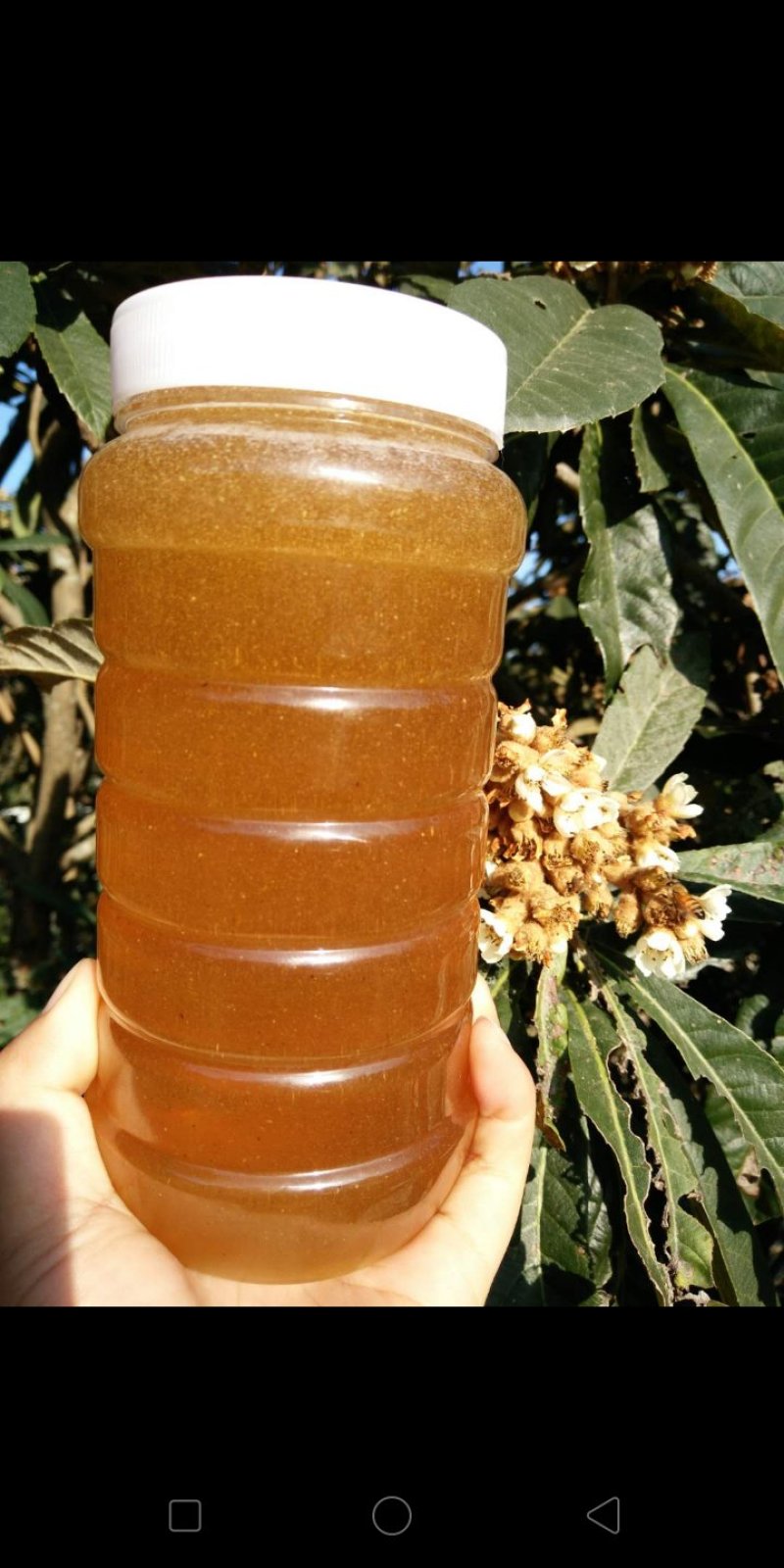 常年供应中蜂蜜，质量保证百分之百纯正。