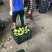越南玉芒柬埔寨芒果二级果电商果，工厂果做芒果干芒果汁