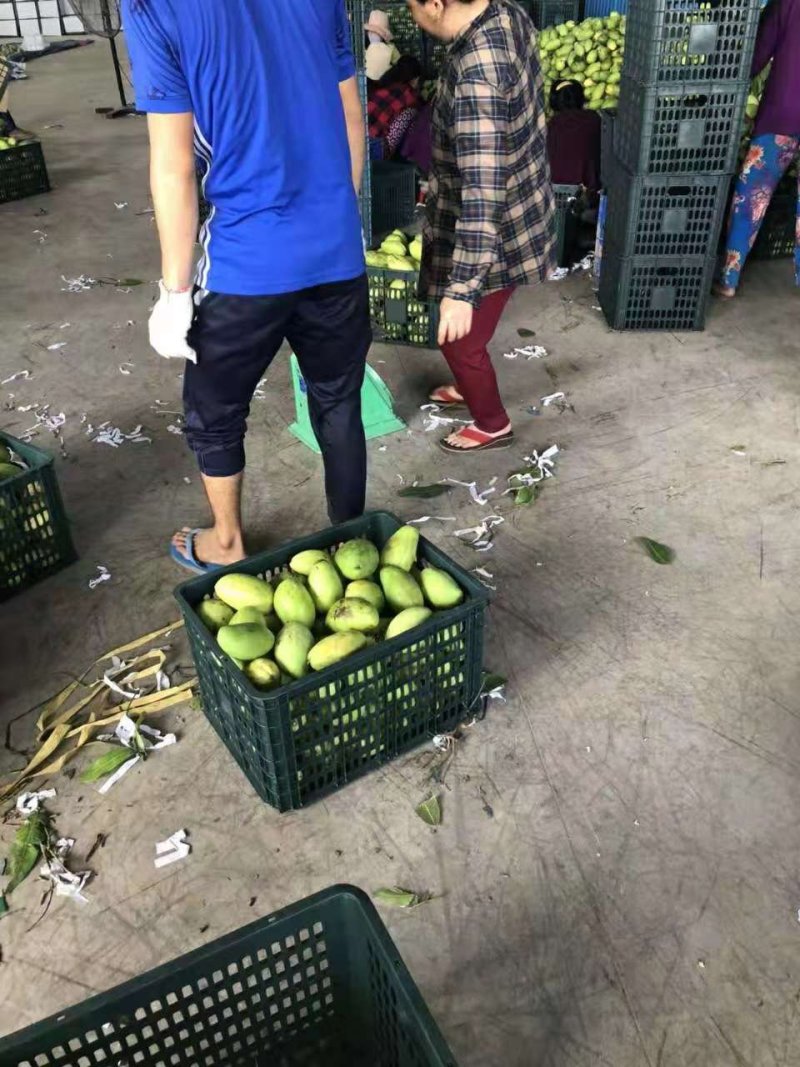 越南玉芒柬埔寨芒果二级果电商果，工厂果做芒果干芒果汁