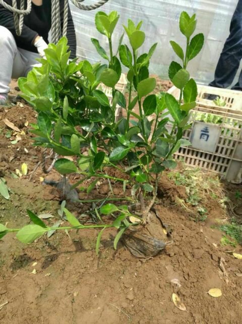 卫矛，苇毛基地直销，各种绿化苗木齐全，，，，