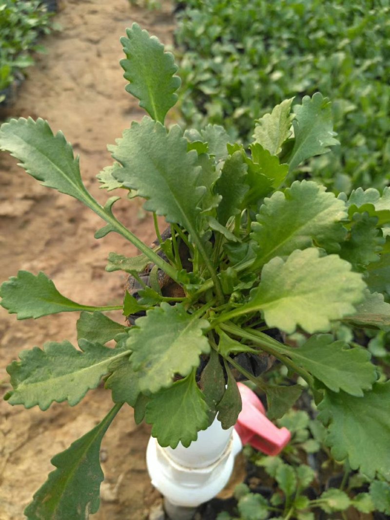 黑心菊，基地直销，常年供应各种绿化苗木，