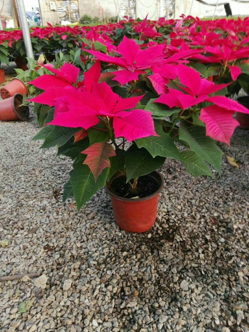 一品红，基地直销，常年各种绿化苗木齐全。