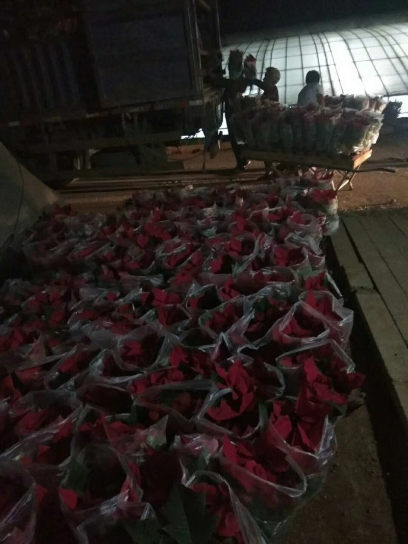 一品红，基地直销，常年各种绿化苗木齐全。