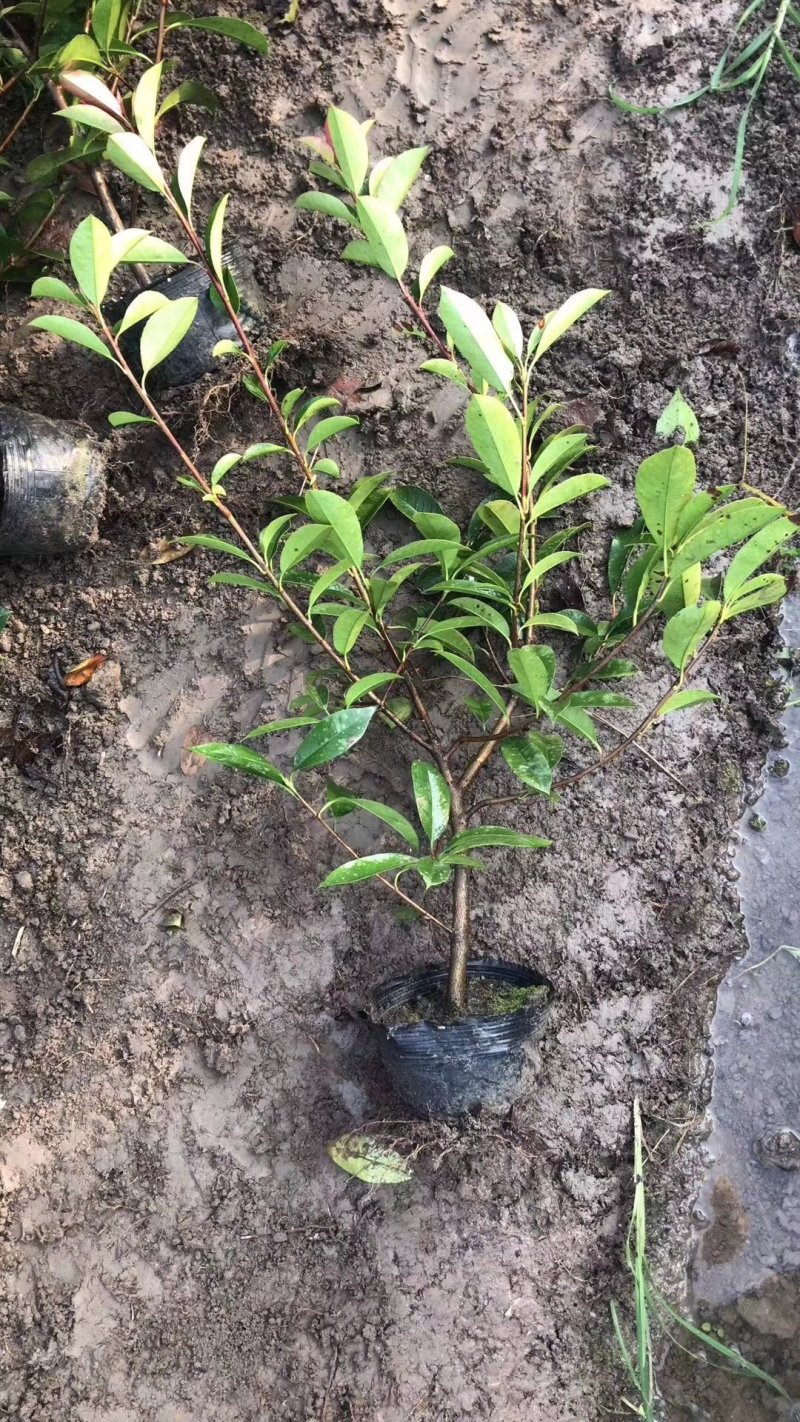 红叶石楠，基地直销，常年供应各种绿化苗木