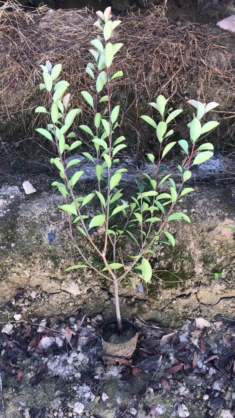 红叶石楠，基地直销，常年供应各种绿化苗木
