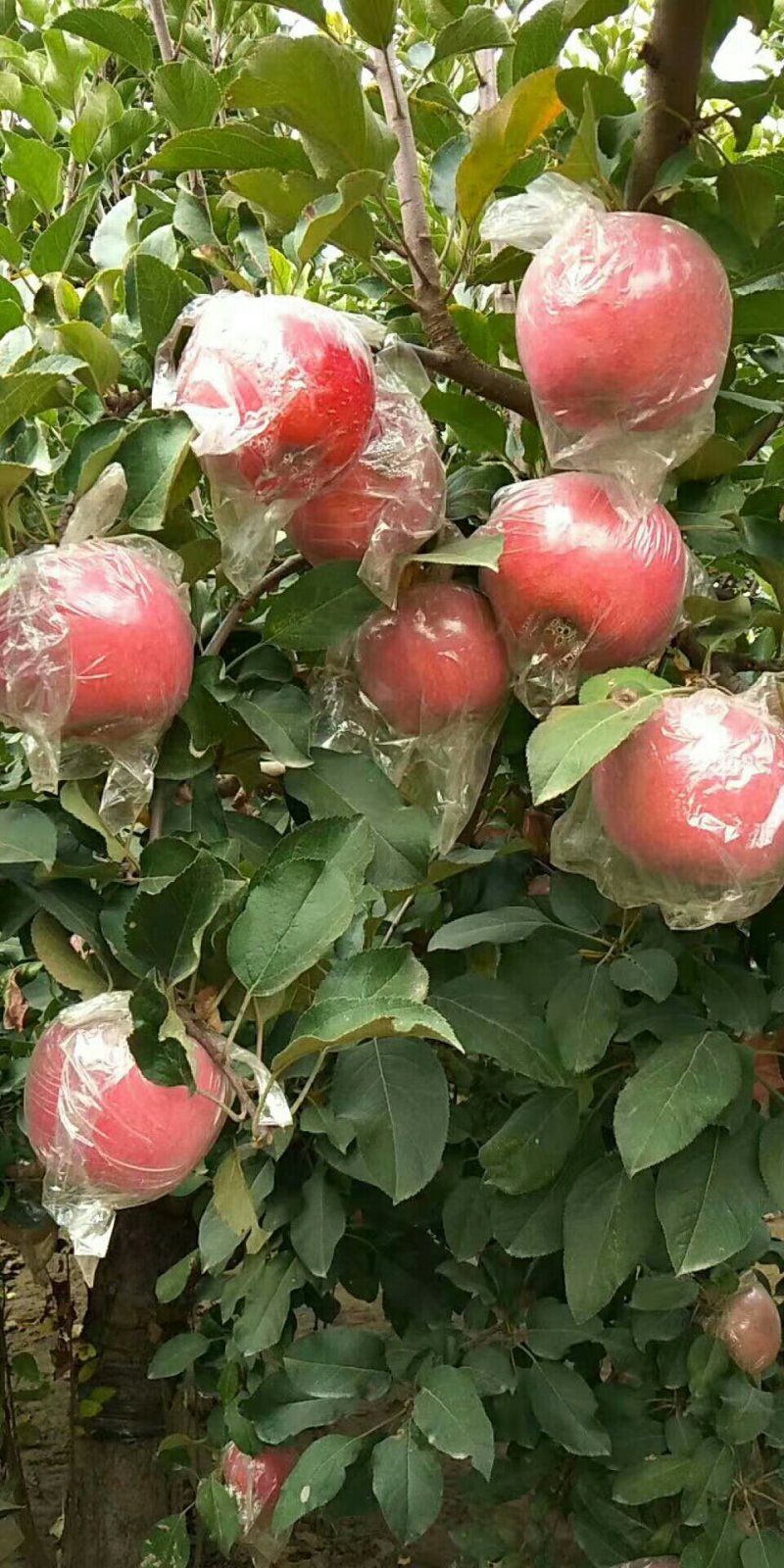 苹果