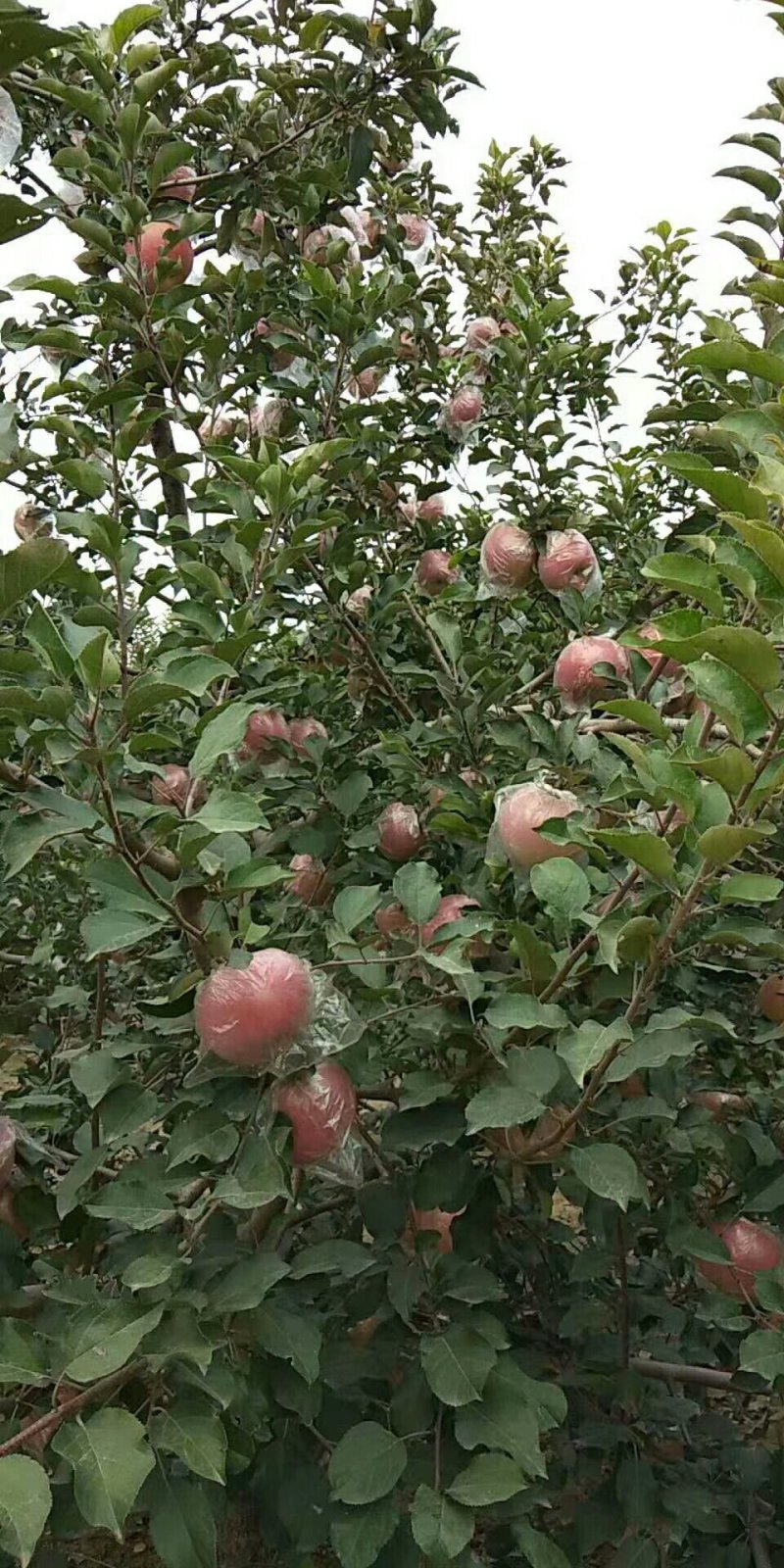 苹果