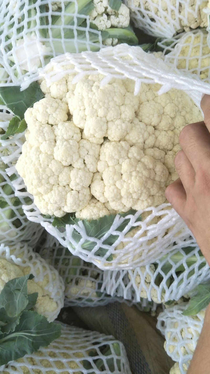 白面青梗有机花，净菜~白面青梗散花~松花菜~聊城~产地