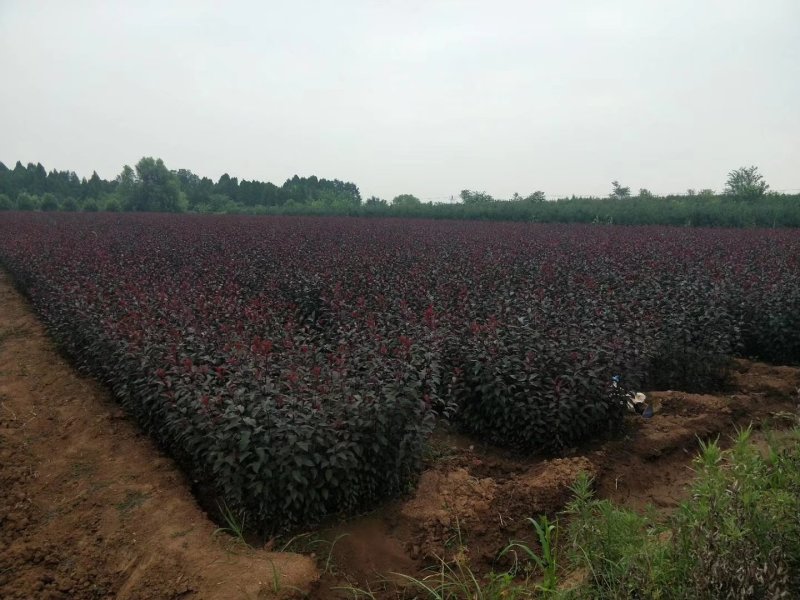 紫叶矮樱100cm